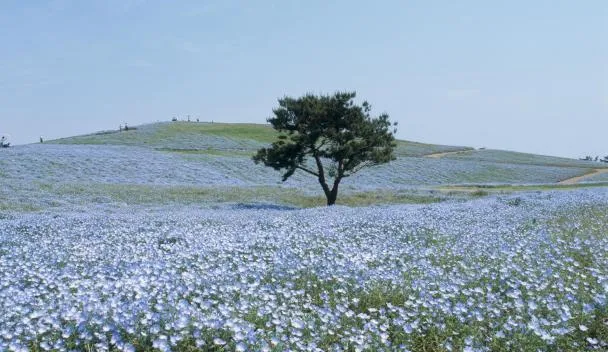 ひたちなかの格安ホテル・旅館-宿泊予約 (茨城県) 【楽天トラベル】