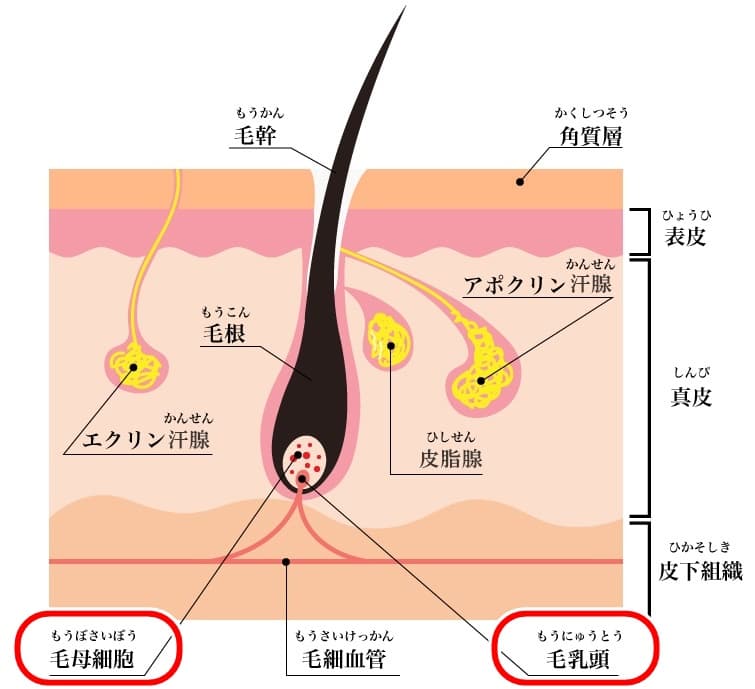 閲覧注意！ヒゲを全部抜いたので生える速度を経過報告します – PLOG