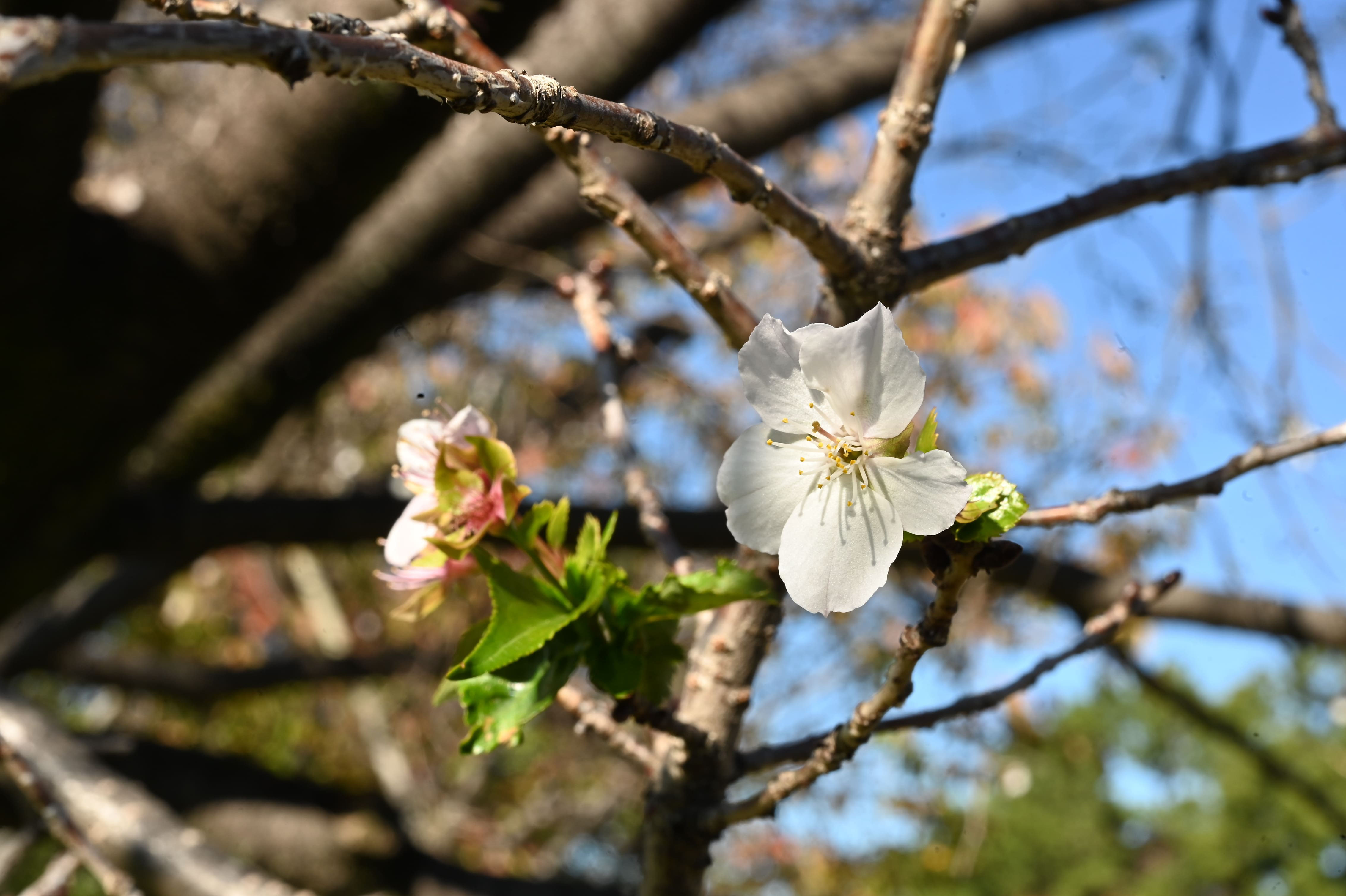 秋や冬に咲く冬桜とはどのような花？ 主な品種や名所もご紹介！ | GardenStory (ガーデンストーリー)