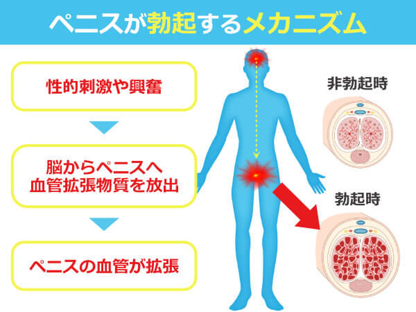 日本人のペニス、平均的サイズは13cm。女性からすると長さは関係ない｜あんしん通販コラム