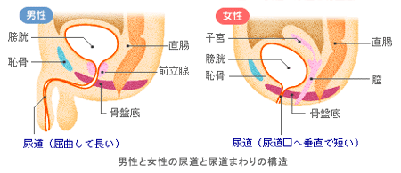 膣内放尿 (ちつないほうにょう)とは【ピクシブ百科事典】