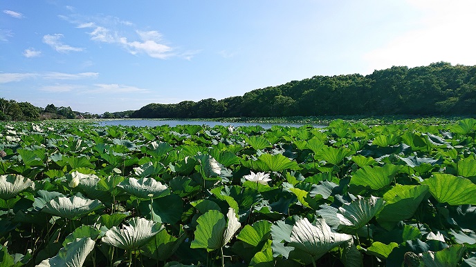 新富町 湖水ヶ池「蓮の花」 - 蓮の実と「魔道祖師」