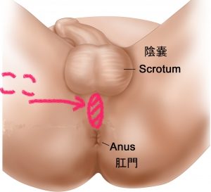 Amazon.co.jp: 【直入なしてもアナル開発】コックリング 大人のおもちゃ ペニスリング -