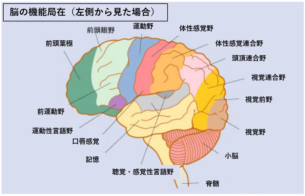 Amazon | Tibemi首輪 人間 sm