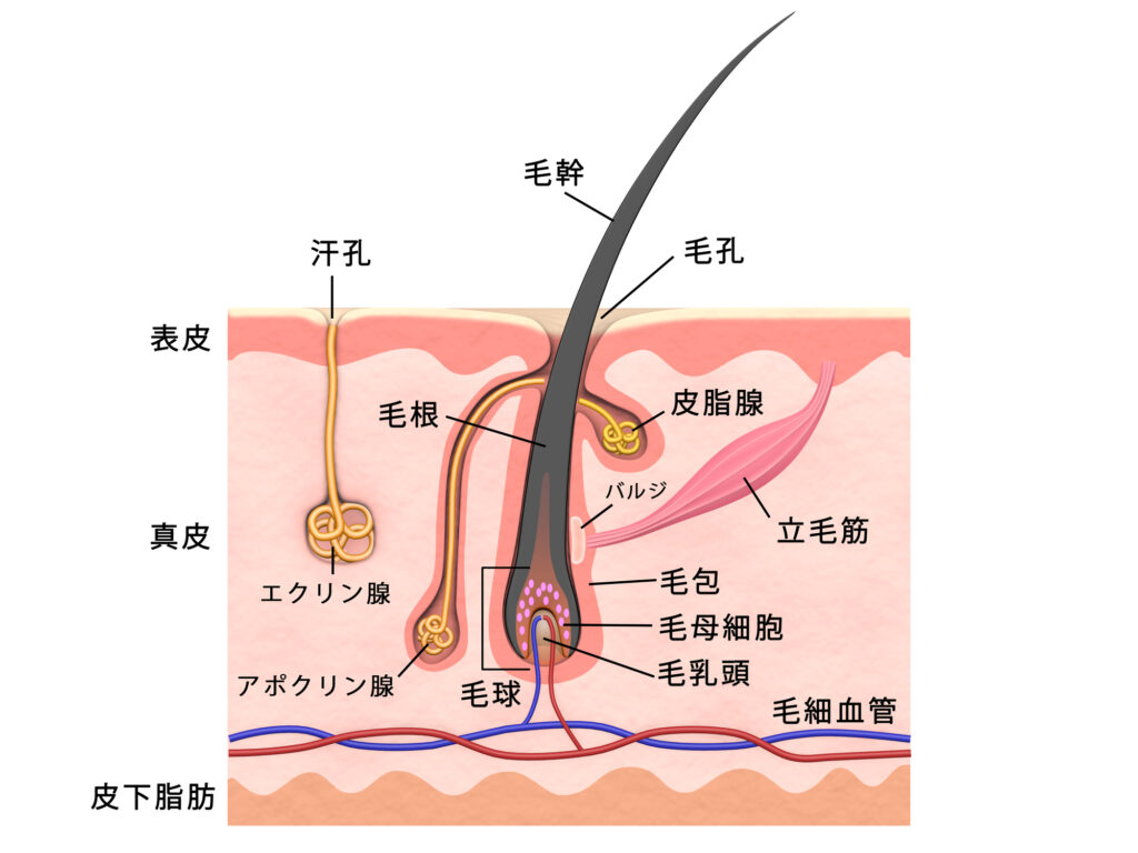 抜け毛や白髪はなぜ起こる？髪の毛が生える仕組みや毛周期について | 薄毛・抜け毛研究所