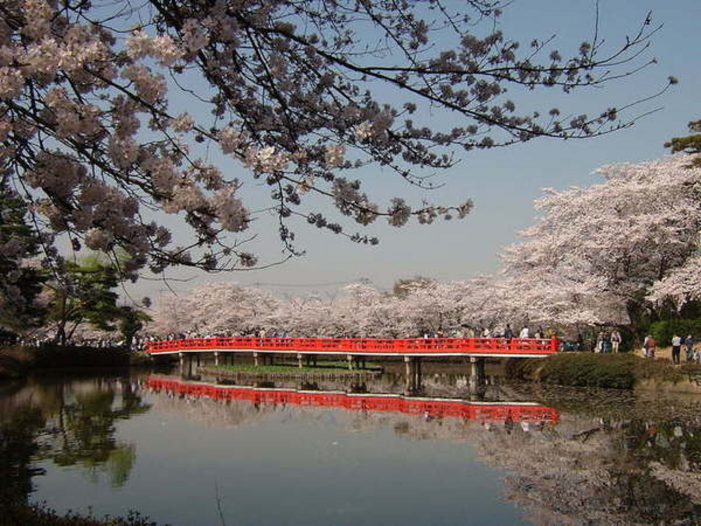 長岡市川口地域 桜の開花状況♪ | 川口観光協会