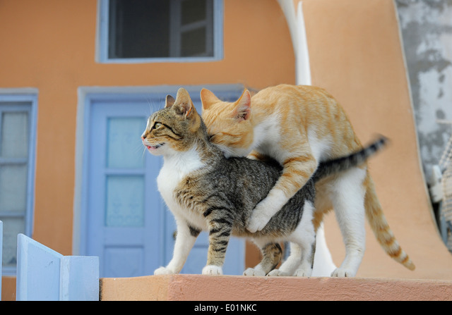 4,100+ Mating Cats Stock Photos,