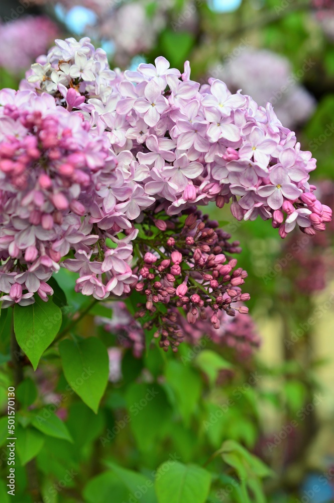 紫丁香-5吋高60cm1500元-落葉灌木或小喬木.木犀科(Oleaceae)丁香屬.華北紫丁香 .樹皮和花梗用作外科瘡瘍藥。花供觀賞外，還可提取芳香油；嫩葉曬乾後可代茶-田尾玫瑰園-專業植物購物網站-TopShop網路開店