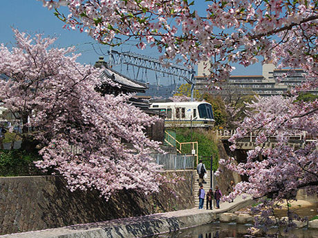 花見の季節～河津桜と安行桜｜近くの森の木で建てる。外断熱の注文住宅