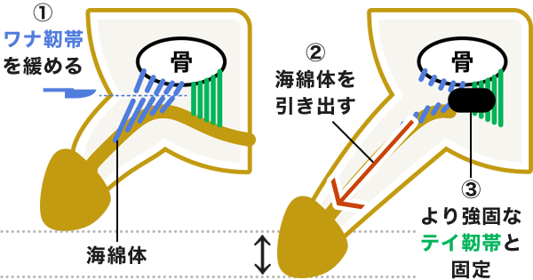 ペニスの平均的な長さと太さとは？複数の研究データによる結論 – メンズ形成外科 |