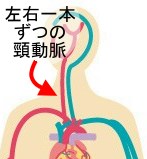 頚動脈をぐっと押さえるといいです。」 / 人ハモ さんのイラスト