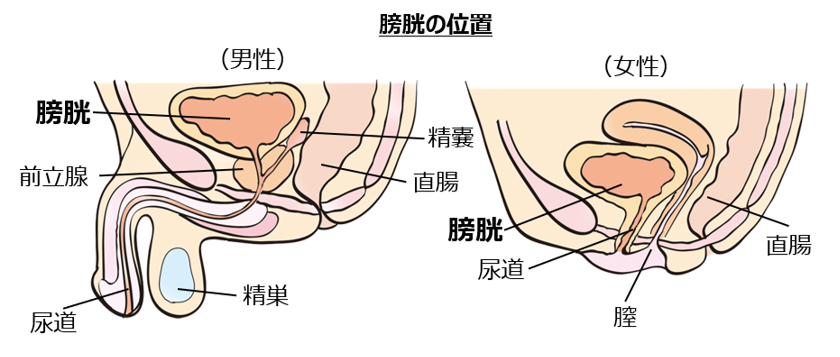 尿失禁｜八王子駅近くの泌尿器科 - 八王子市