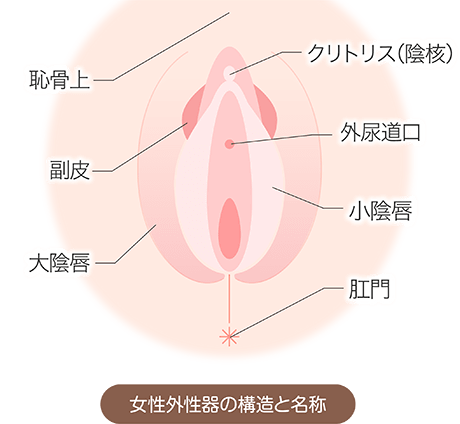 婦人科（女性器）/仙台中央クリニック