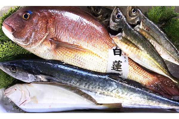 鳥取の海からの贈りもの株式会社魚倉の絶品「白イカ」、岩ガキ「夏輝（なつき）」 | 日本全国お取り寄せ手帖