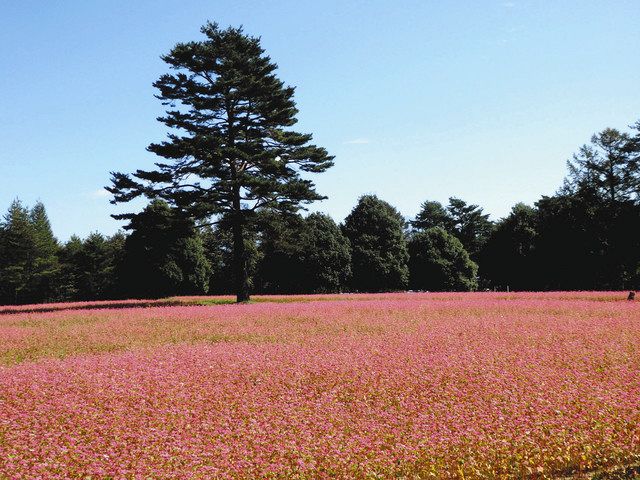 一宮市】１３８タワーパークのコスモスが見頃を迎えています♪今年初めて見られる「赤ソバ 高嶺ルビーとコスモスの協演」にも注目してくださいね☆ |  号外NET