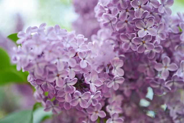 免費照片| 丁香花