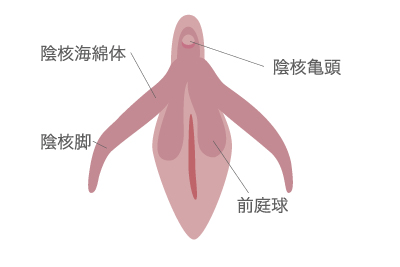 小陰唇縮小 | 【公式】S.T style