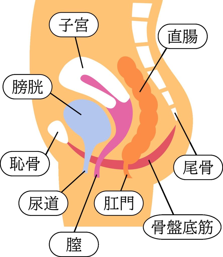 セントラルレディースクリニック,骨盤底障害,性器脱,排尿障害