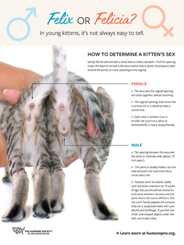 ファイル:Cats having sex in