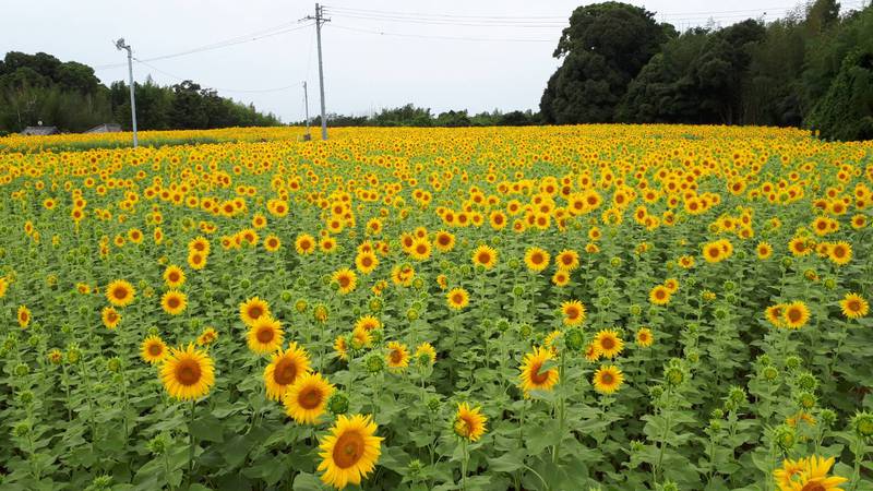 向日葵(ヒマワリ)とは？ 意味や使い方 -