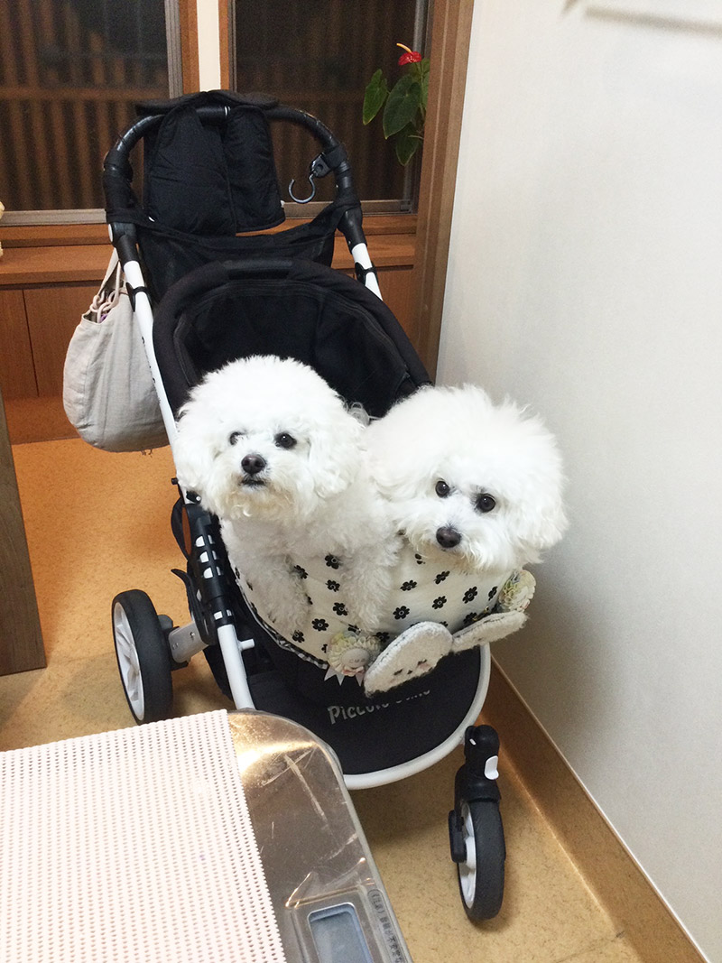 愛知県のブリーダーショップ・ペットショップ|街の犬やさん|ブリーダーから直接子犬をご紹介