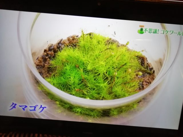 NHK趣味の園芸での投稿写真♪ | kimama-gardenナチュラルな雰囲気の庭づくり