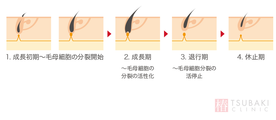 毛抜きでも毛根は死ぬ？やり方と脱毛との関係・痛くない方法は？ | 内科総合クリニック人形町