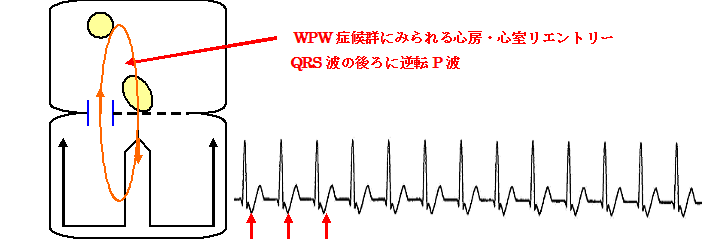 井上先生 | ゆっくり堂は宮崎の鍼灸院（はり きゅういん）です。