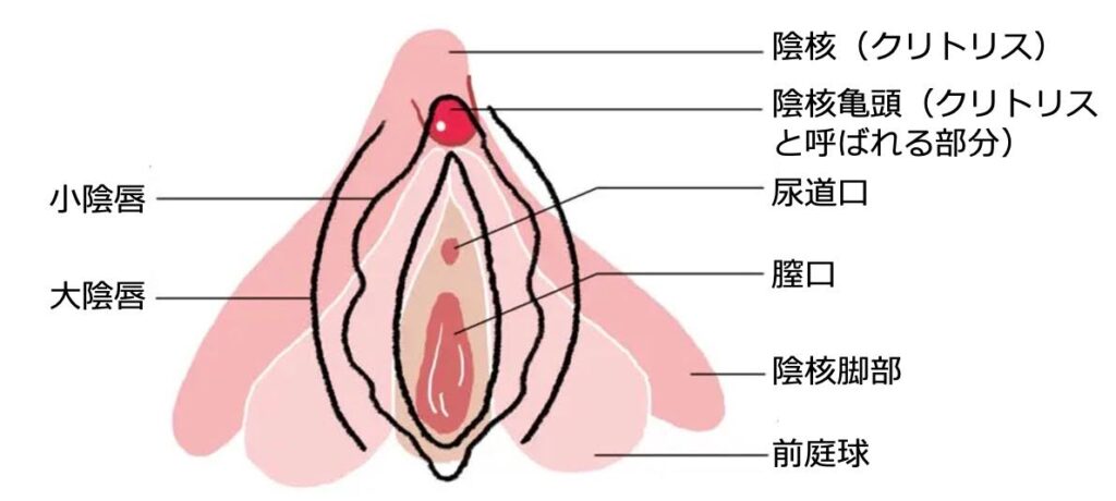 女性器の上付き・下付きの違いやチェック方法は？ それぞれの気持ちいい体位って？ ｜