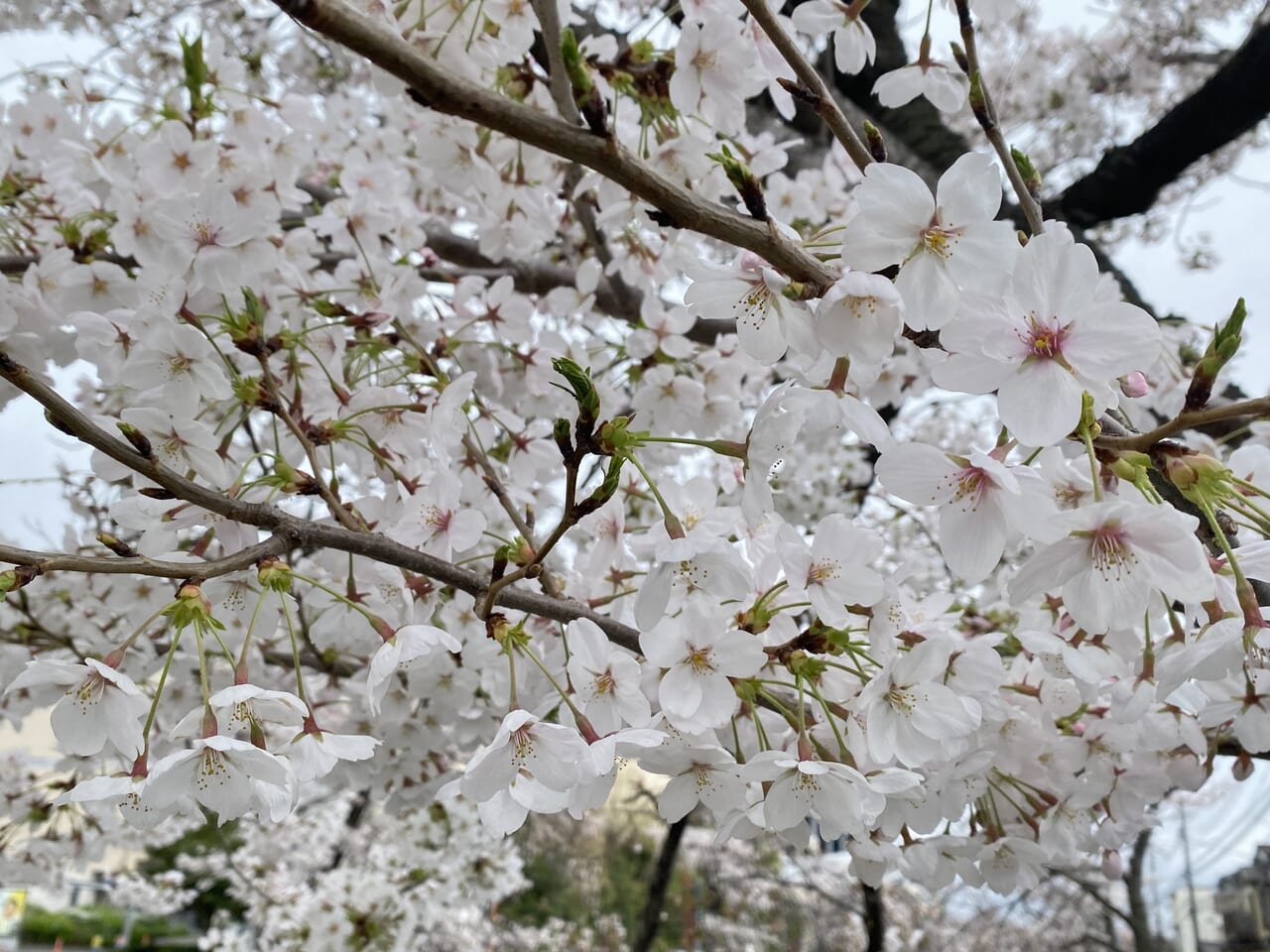 南町桜並木遊歩道 クチコミ・アクセス・営業時間｜川口・戸田・蕨【フォートラベル】