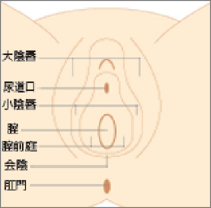 腟がん（ちつがん） | 希少がんセンター