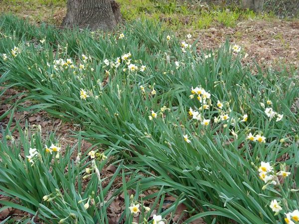 尼崎市立農業公園2023年2月6日【梅,サザンカ】｜レタス