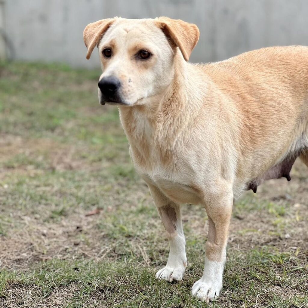 琉球犬】今日で満４カ月になったRIN（凛）君 | 琉球犬RINと沖縄コーヒー栽培日記