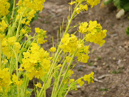 夏の終わり、ナツズイセンが見頃…「かれんな色の花が涼しげ」 : 読売新聞