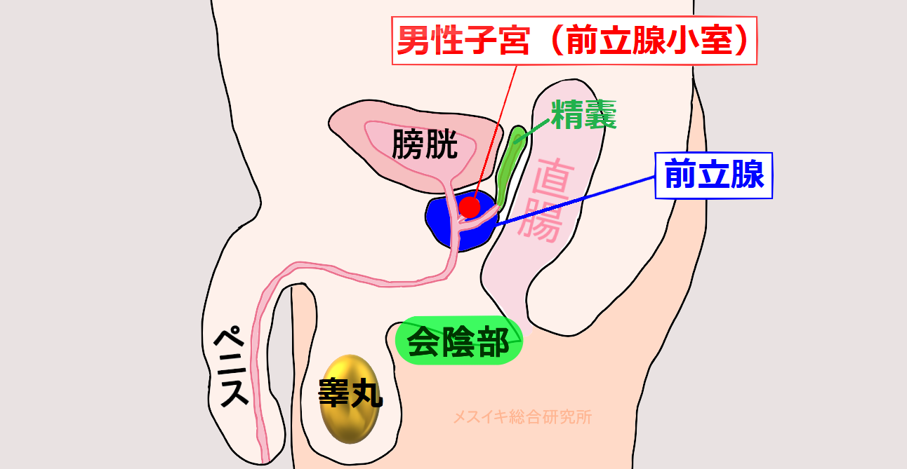 脳内○○！働くお姉さんのM男射精管理とアナルドライオーガズム 8  職場で働くいつも優しいお姉さんが今日は上から目線で見つめながら僕のチ○コを超凄テクでイジってくれるので思わず勃起！ジラしプレーでガマン汁出っぱなしでカラダもイキまくり