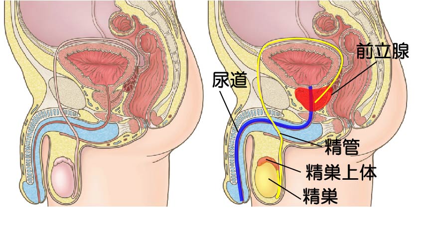 移動精巣 - みんなの家庭の医学 WEB版