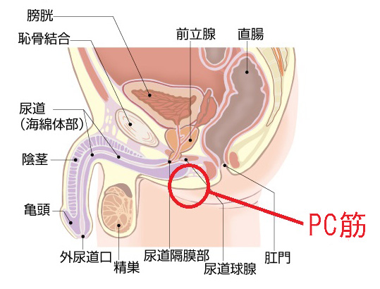 淫乱痴女×2が、催眠術でM男を完全支配！！脳イキで絶頂させちゃいます