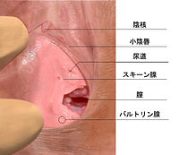 Gスポットの見つけ方と開発方法！攻め方やおすすめ体位を徹底解説｜風じゃマガジン