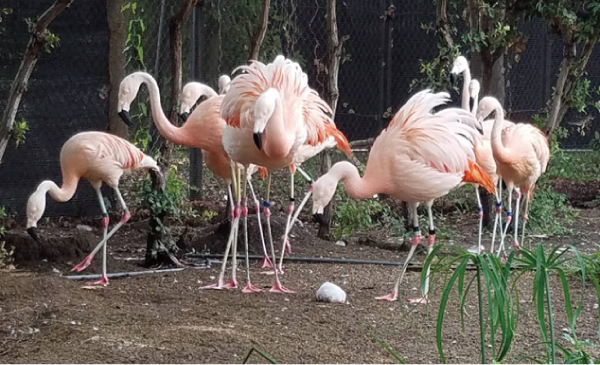 梅田FLAMiNGO - 大阪市北区神山町/バー