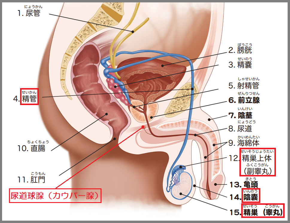 男性の性感帯って意外に多い！？乳首やアナルなど男の性感帯の見つけ方