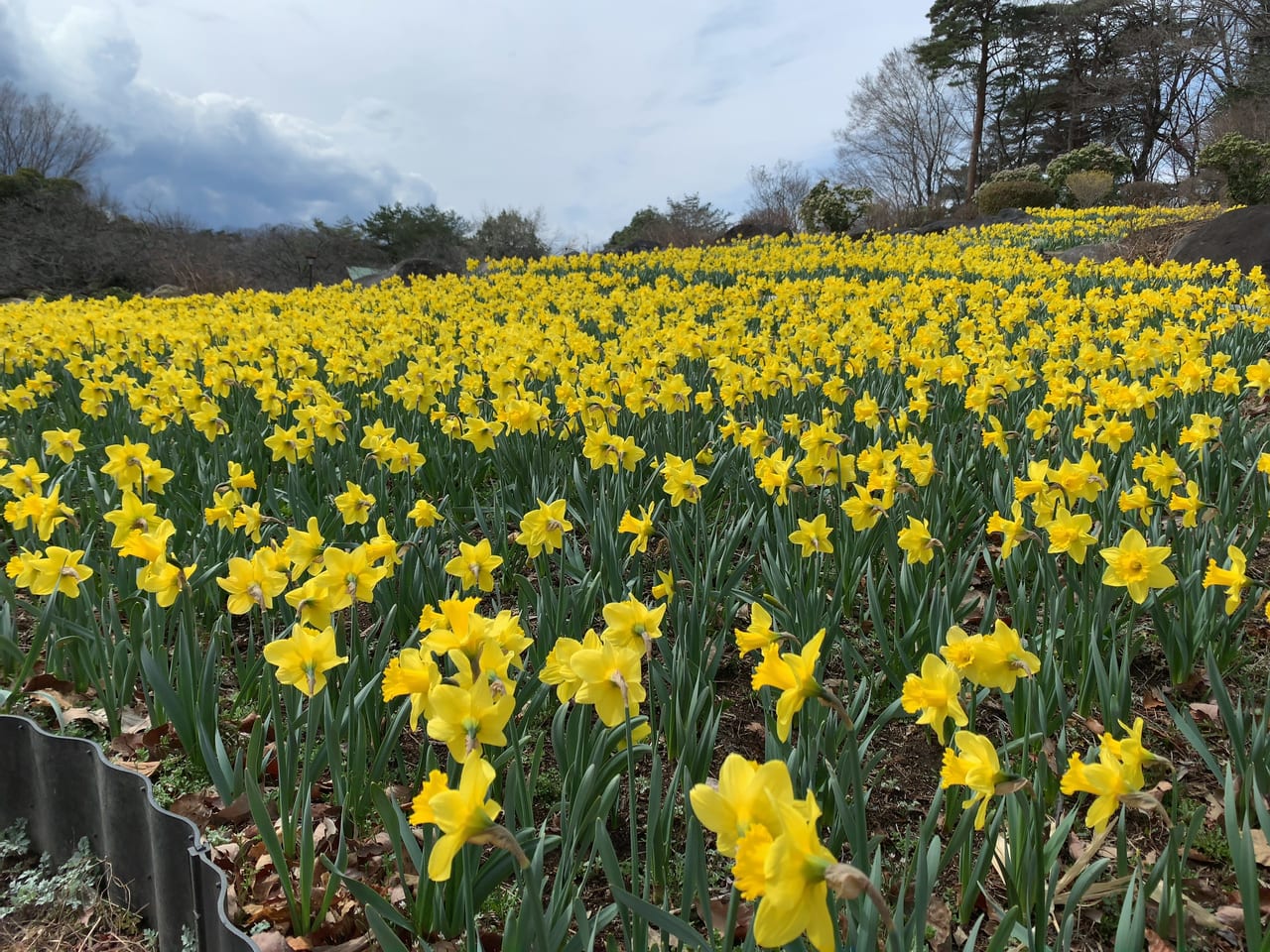 尼崎市 上坂部西公園2024年5月4日【ベゴニア,春の花】｜レタス