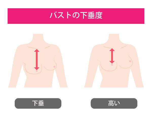 Dカップの見た目はどれくらい？大きさからブラ選びまで徹底解説！ – VEIMIA