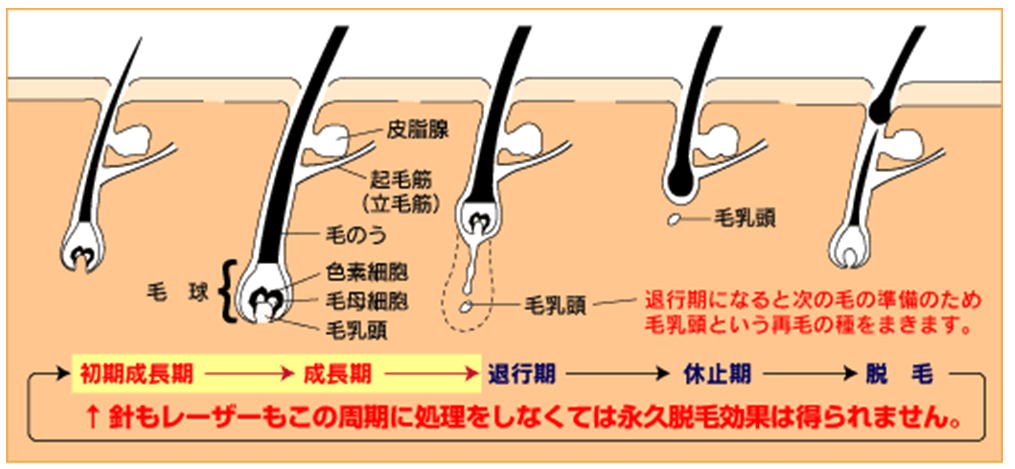 実体験】中学生からヒゲを抜き続けたら薄くなった話【30代まで】