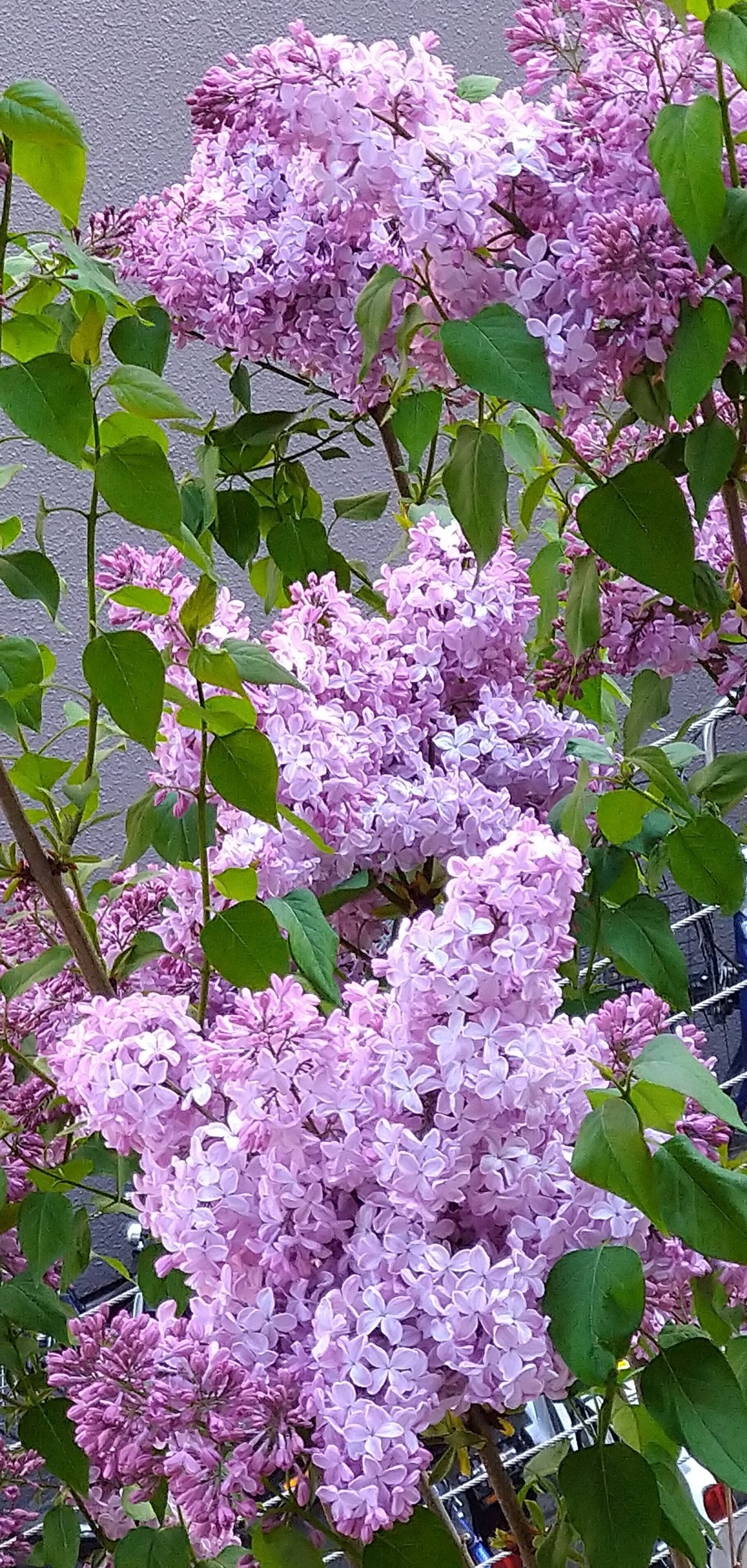 花园春开丁香花. 春开紫丁香枝. 紫丁香丛. 绽放库存照片.