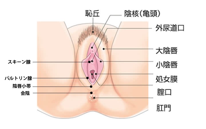 クリトリス愛撫で女性をイカせるセックステクニック【ピンポイント刺激のやり方とは】