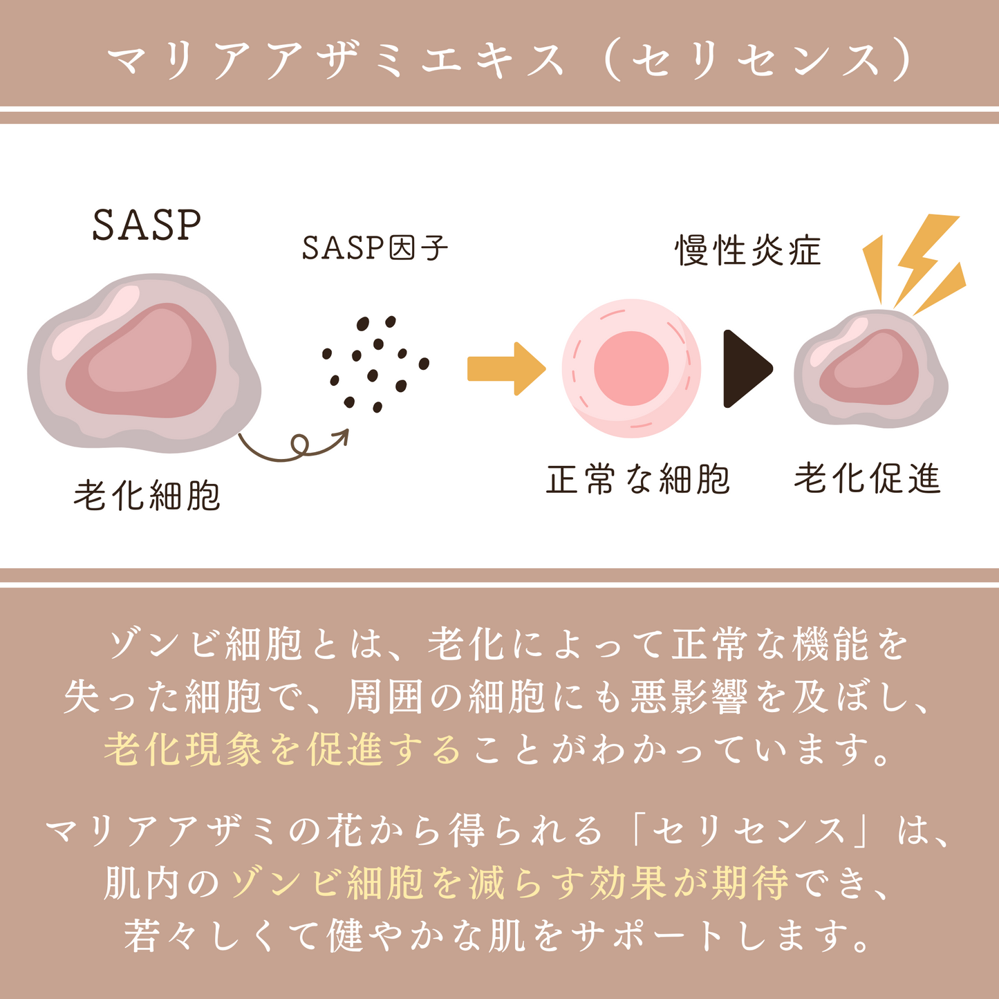 白猫プロジェクト 弱ら リスリー