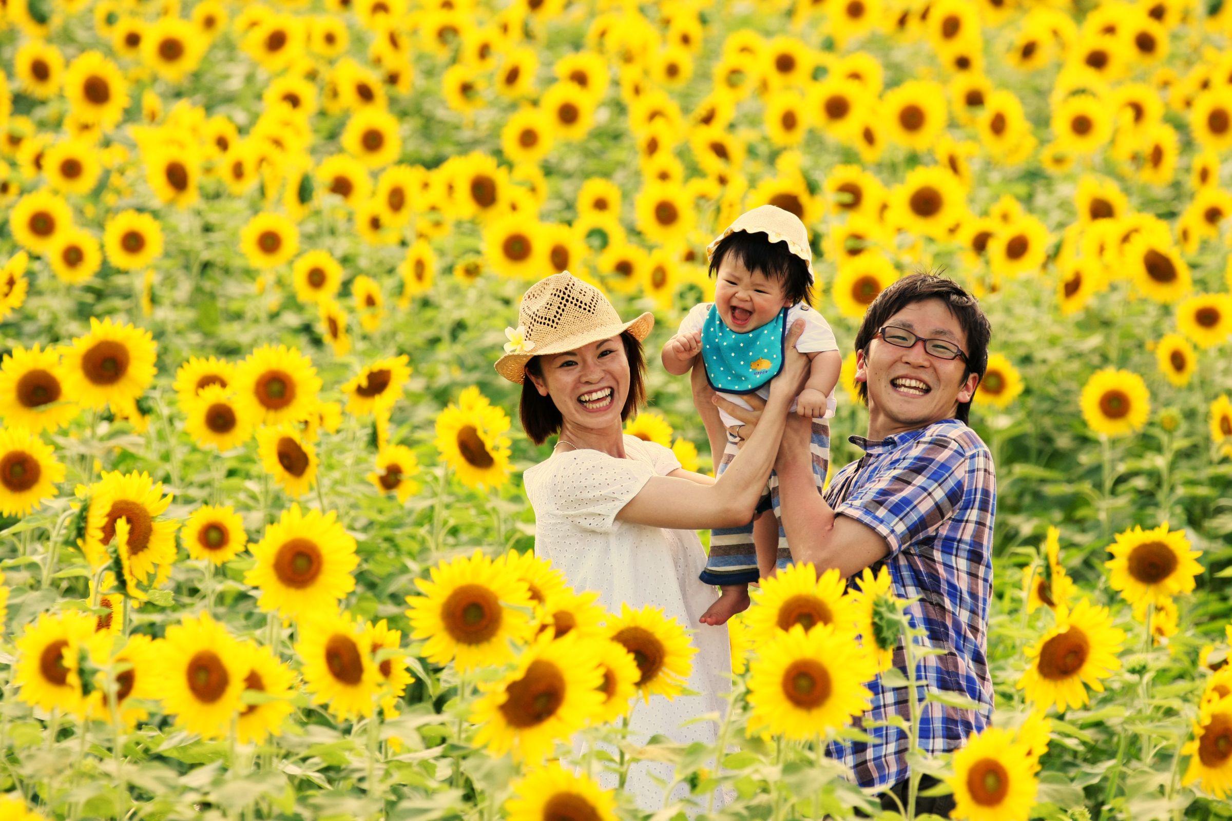 花 ひまわり】名前の由来。葵の花と向日葵の名前の関係とは/フラワーアレンジメント教室 横浜