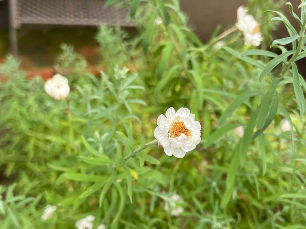 オーストラリア原産・ローダンセってどんな花？ 和名は「広葉の花簪（ヒロハノハナカンザシ）」 | michill