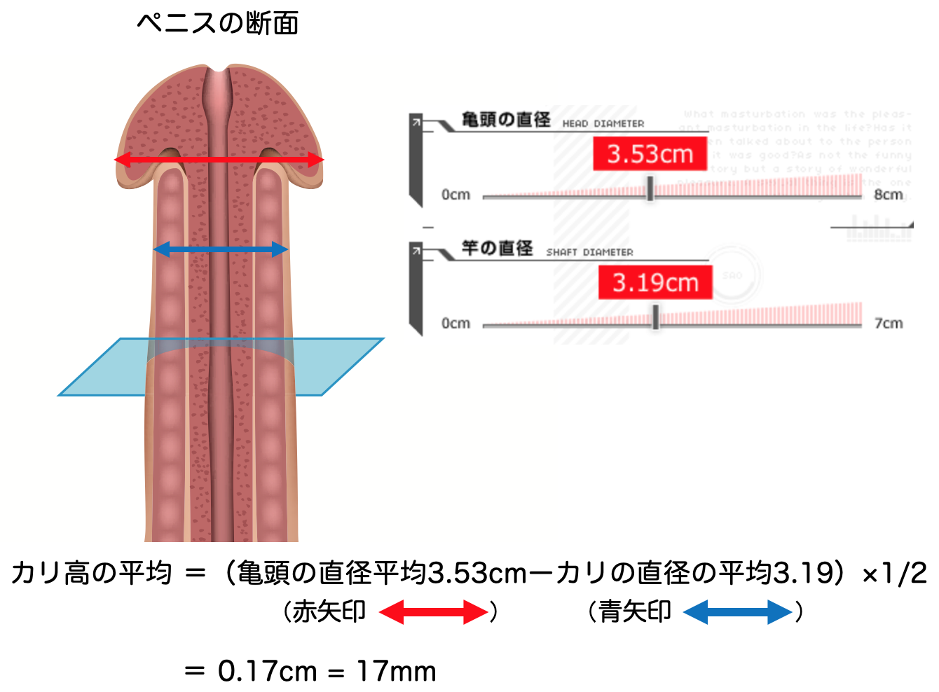 ペニスの長さ・太さサイズを一発診断！【トイレットペーパーの芯】 | セクテクサイト