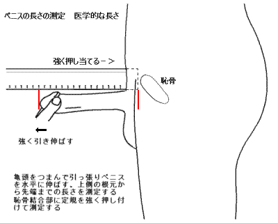 ちんこ測定器 (ちんこのながさをはかるもの)とは【ピクシブ百科事典】